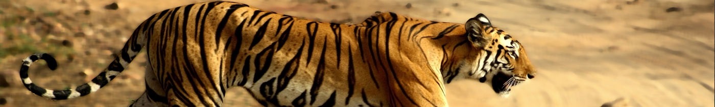 bandhavgarh-wildlife